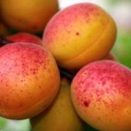 Саженец Абрикос Краснощекий